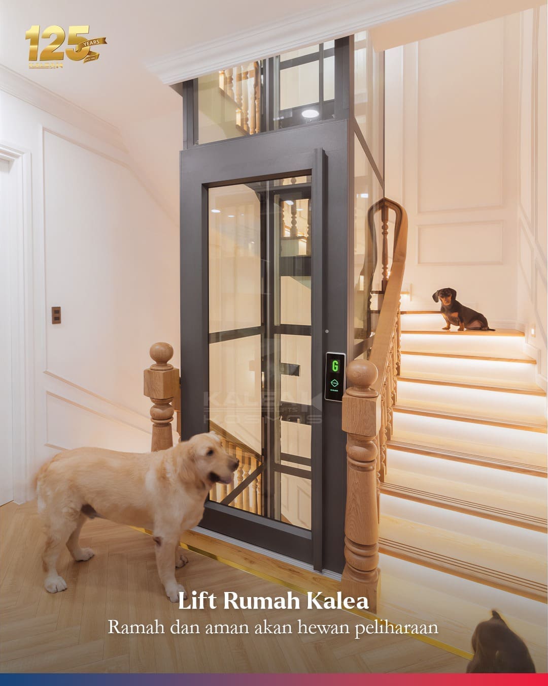 Lift Rumah Ramah Hewan Peliharaan 6 biaya lift rumah